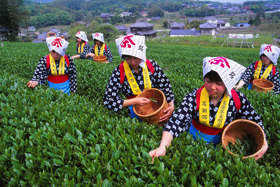 茶摘み