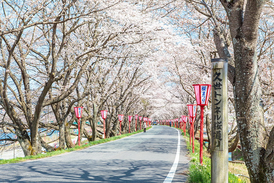 （春）桜の花