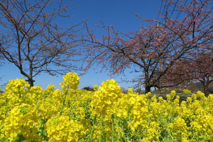 （春）菜の花