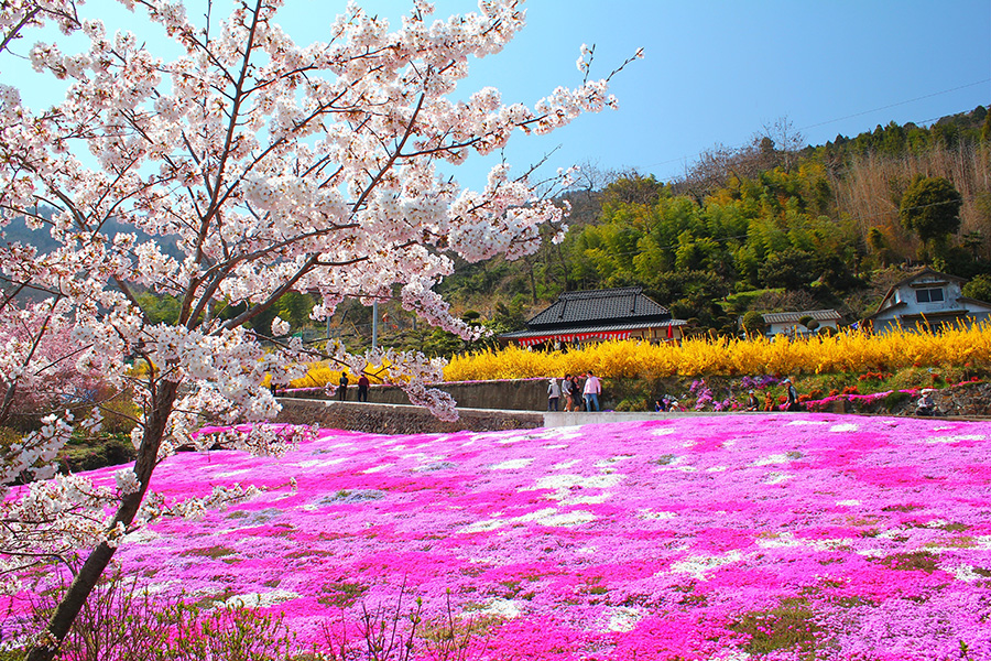 （春）芝桜の花