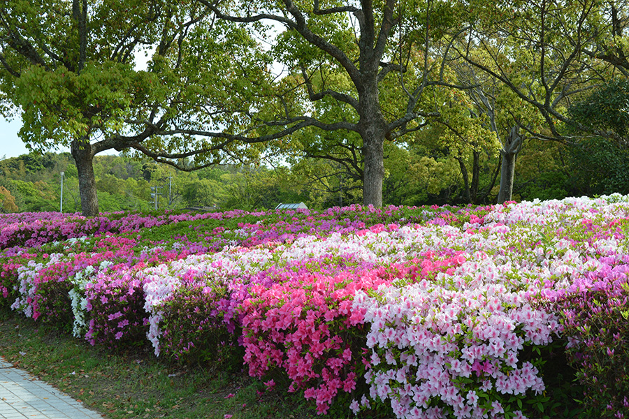 （春）つつじの花