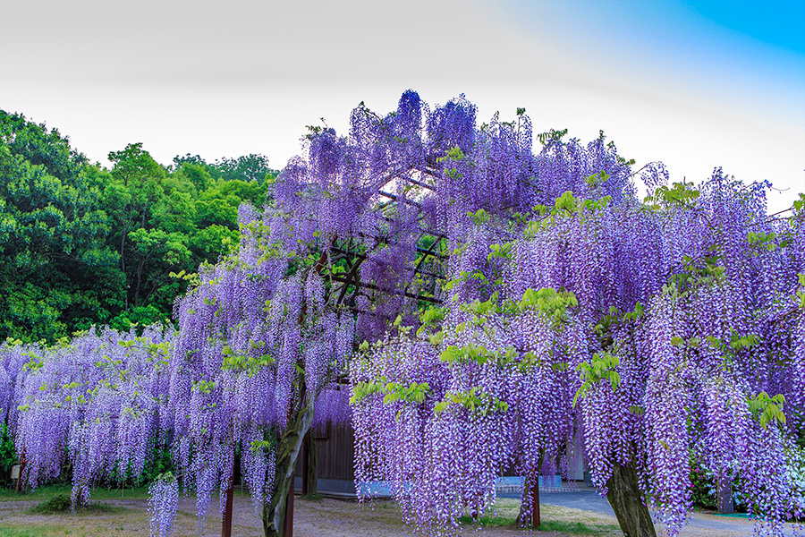 （春）藤の花