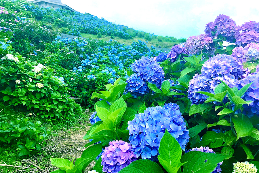 （夏）あじさいの花