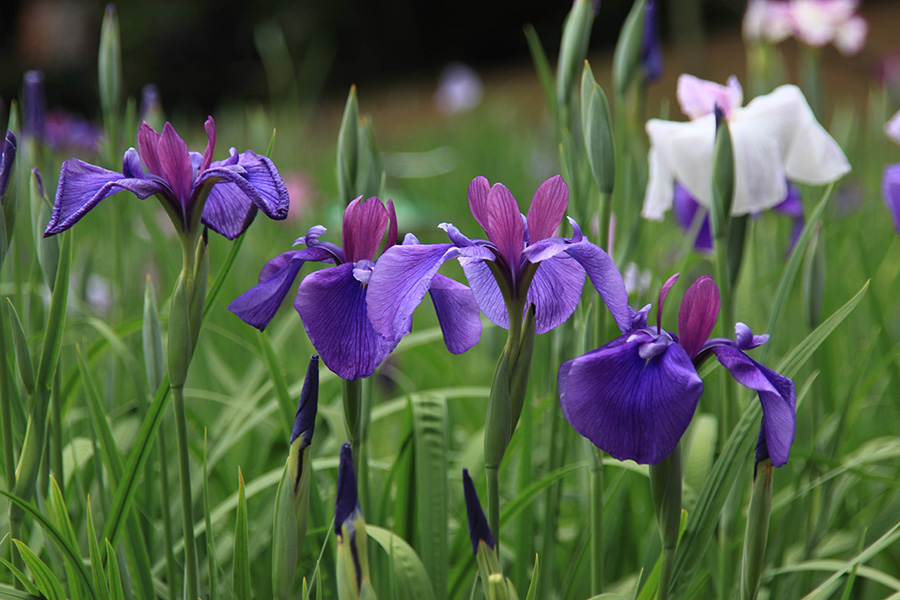 （夏）菖蒲の花