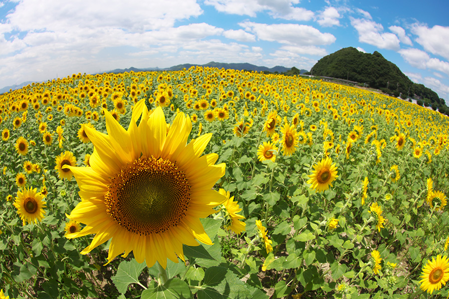 （夏）ひまわりの花