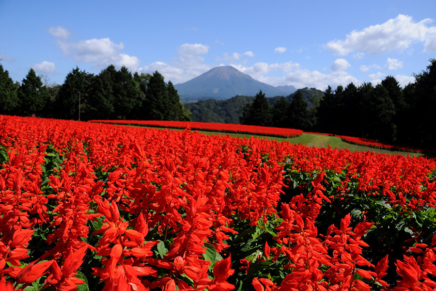 （秋）サルビアの花