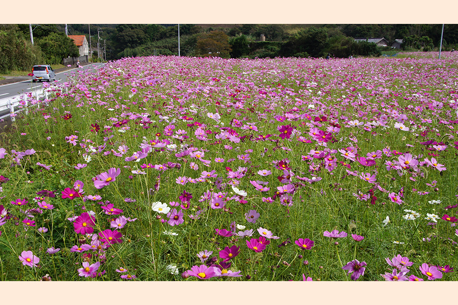 （秋）コスモスの花