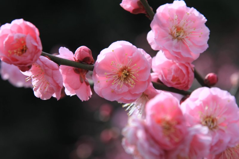 （冬）梅の花