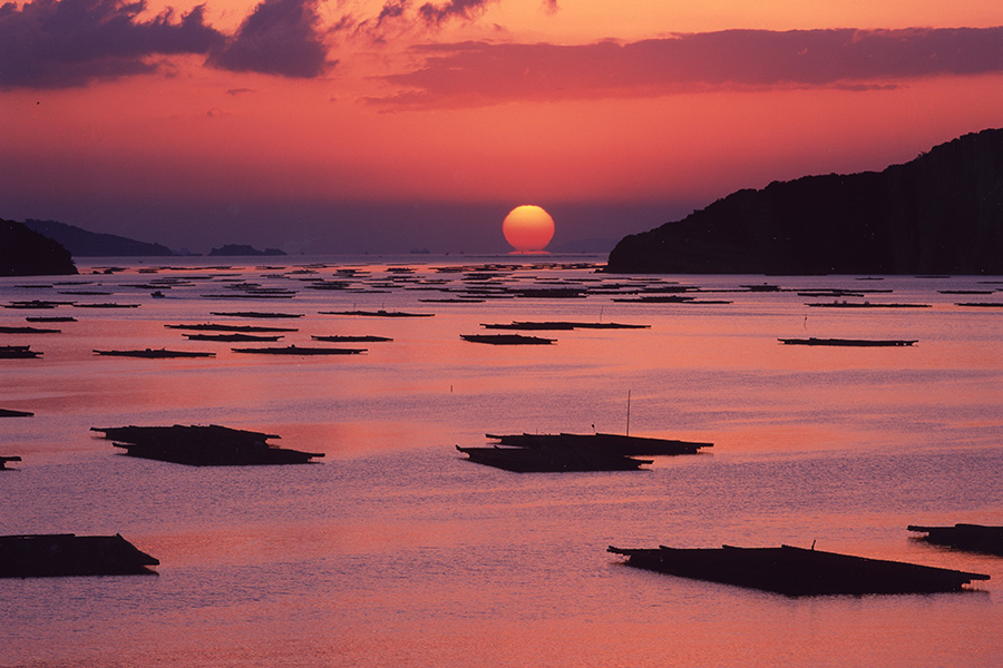 牡蠣いかだと夕日