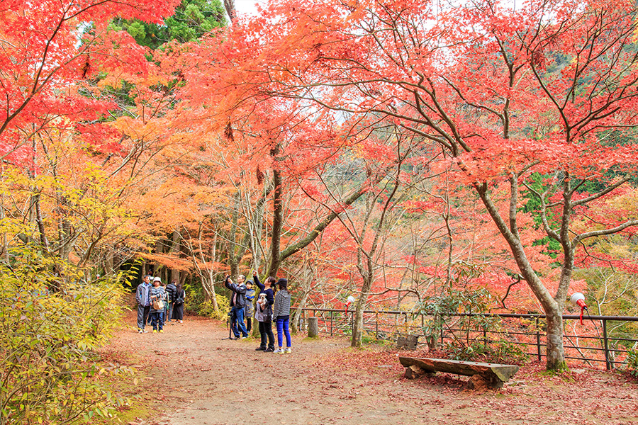 紅葉狩り