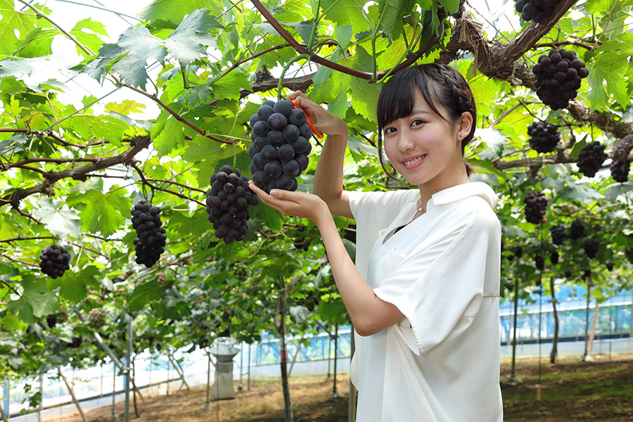 ぶどう狩りorもも狩り