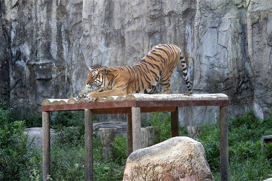 動物と触れ合い