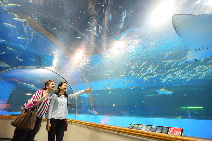 水族館の見学