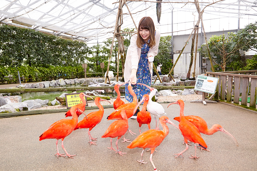 ○鳥とのふれあい